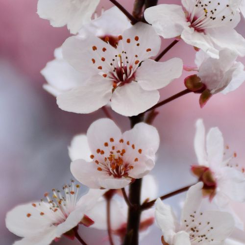 Fleurs de cerisier sur fond rose, évoquant la compassion et l'ouverture du cœur dans la pratique POA Lojong
