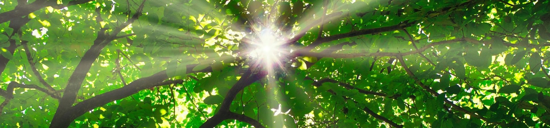 La phénoménologie libératrice — Lumière et nature de l'esprit avec Denys Rinpoché