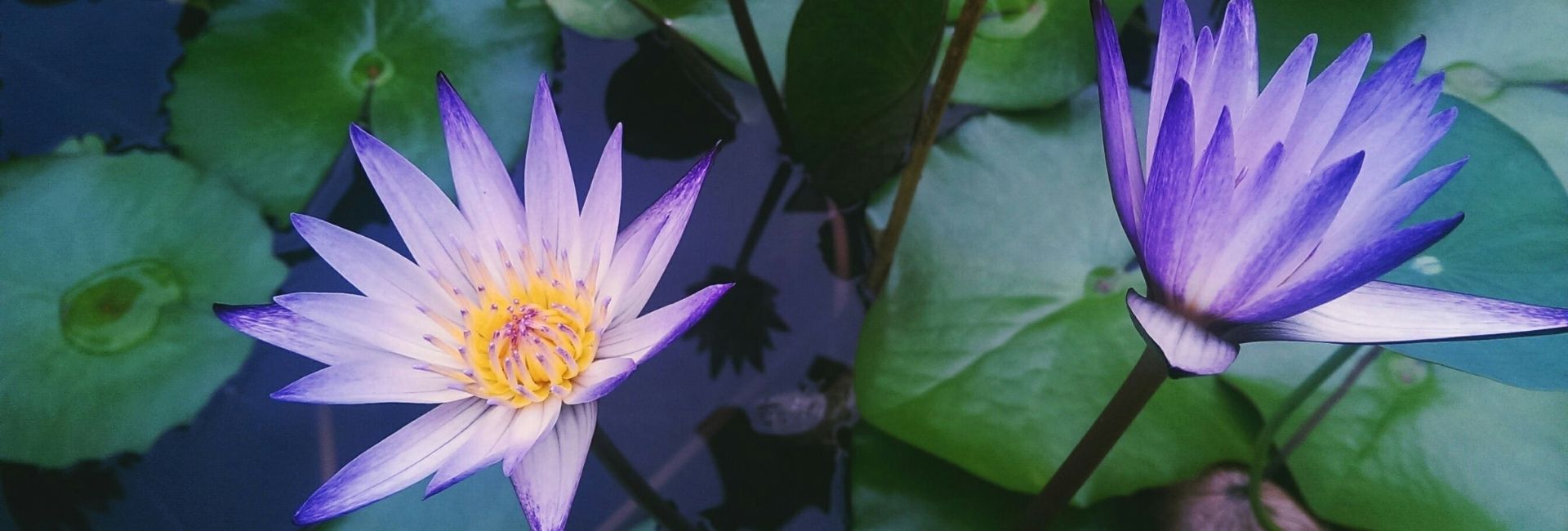Deux fleurs de lotus mauves épanouies sur l'eau, symbole de la pleine présence et de l'éveil dans la pratique PAO Shiné-Lhagthong