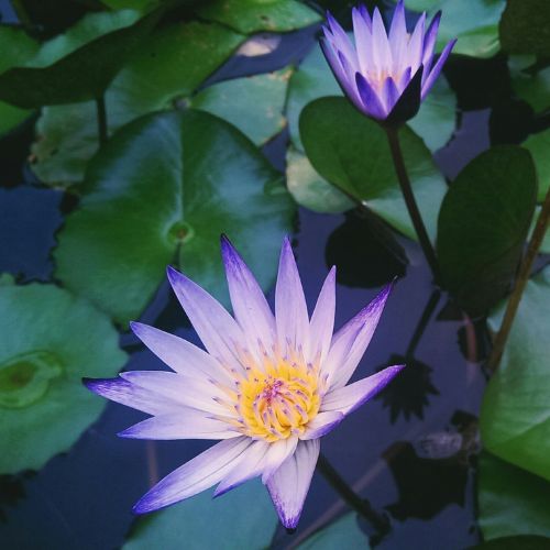Deux fleurs de lotus mauves épanouies sur l'eau, symbole de la pleine présence et de l'éveil dans la pratique PAO Shiné-Lhagthong